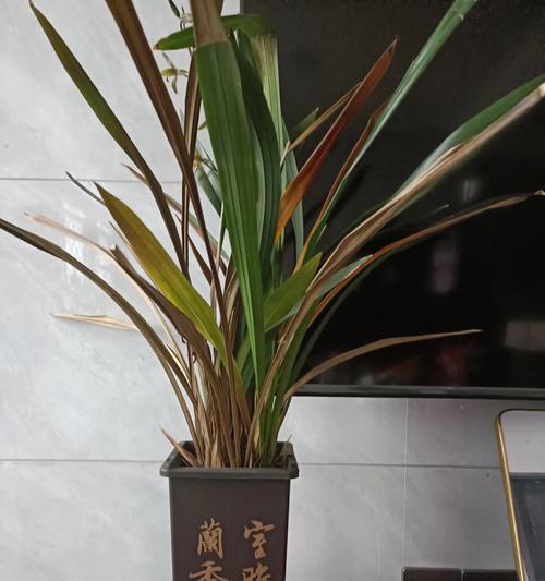 水培植物叶子发黄是什么原因？如何解决水培叶子发黄的问题？