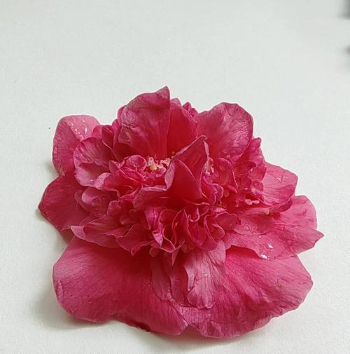 山茶花的样子花语是什么？山茶花代表了什么？