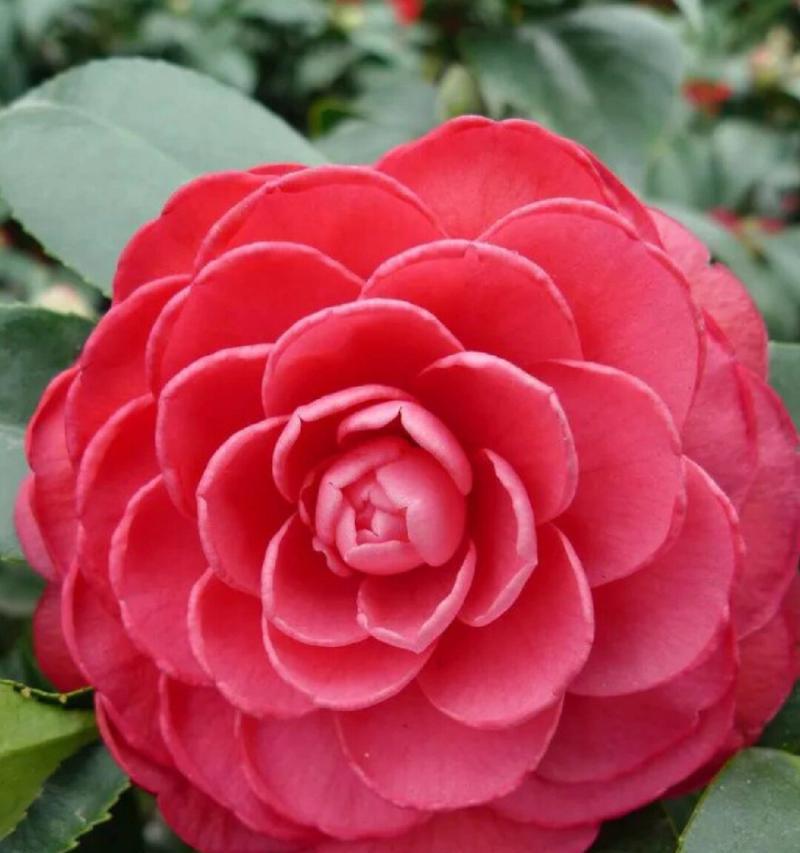 山茶花的样子花语是什么？山茶花代表了什么？