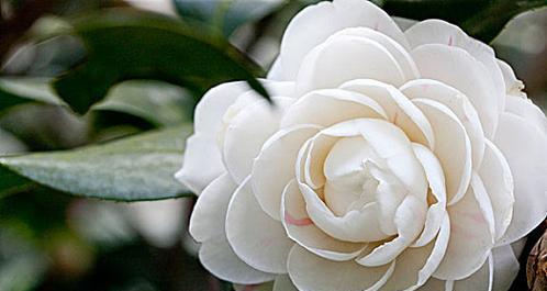 白色茶花有哪些独特品种？白色茶花的养护要点是什么？