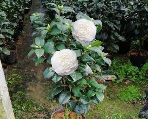 白色茶花有哪些独特品种？白色茶花的养护要点是什么？