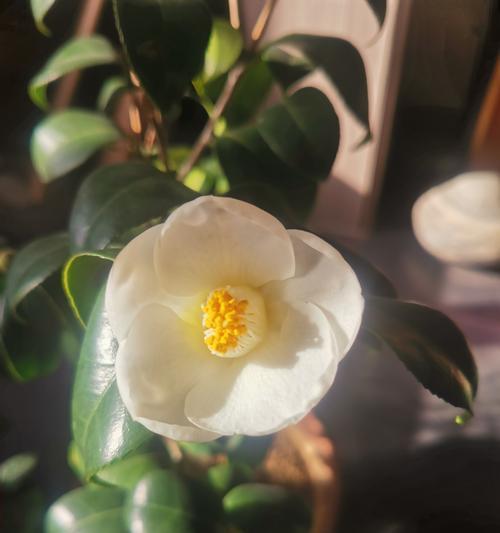 白色茶花有哪些独特品种？白色茶花的养护要点是什么？