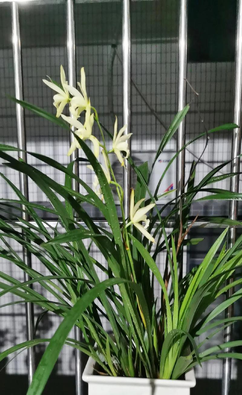 火炬花的养殖要点是什么？如何应对常见病虫害？