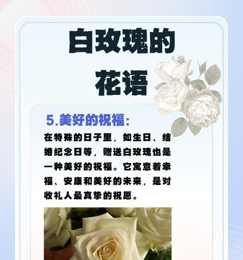玫瑰花的花语和寓意是什么？