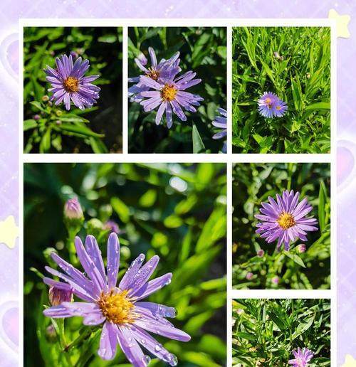 紫宛花的花语含义是什么？这种花象征着什么？