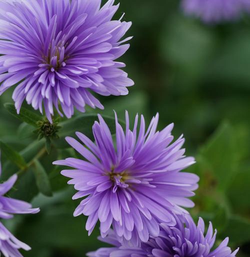 紫宛花的花语含义是什么？这种花象征着什么？