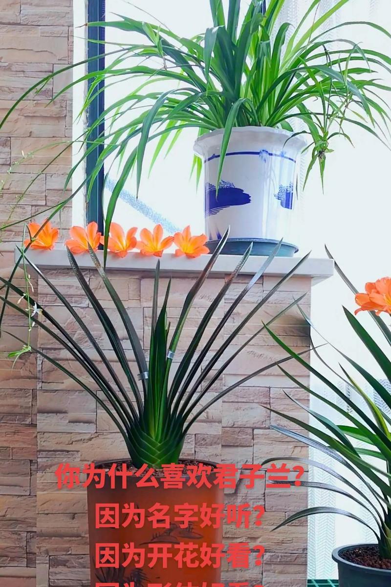 君子兰什么时候开花？如何促进君子兰开花？