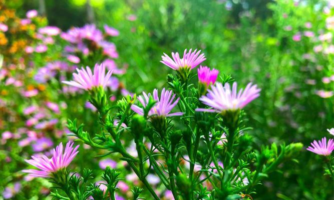 紫宛花的花语含义是什么？这种花象征着什么？