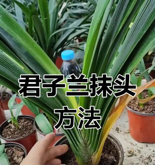 君子兰什么时候开花？如何促进君子兰开花？