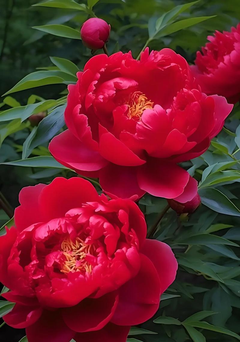 哪种花的花语能治愈心情？花语中治愈系的花卉有哪些？