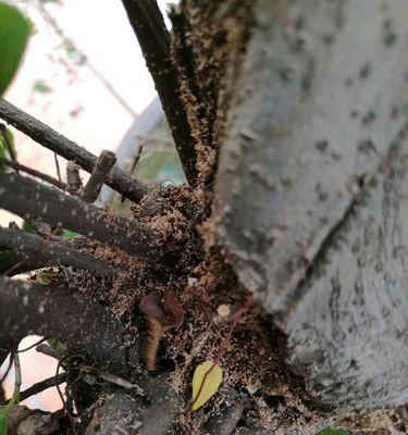 盆栽出现虫害时应如何处理？有哪些安全的防治方法？