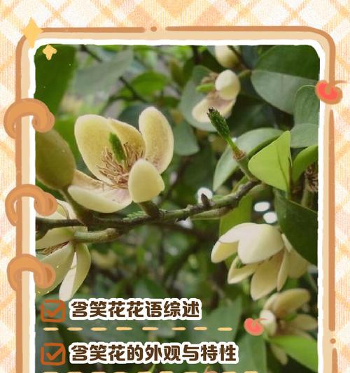 什么花的花语代表伤感？伤感花语背后的故事是什么？