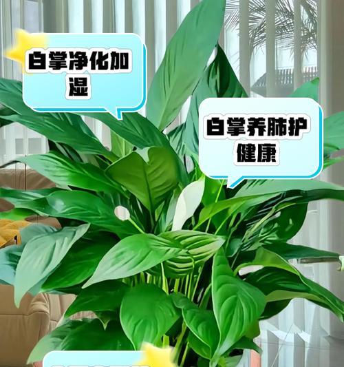 白掌叶片变绿是什么原因？如何恢复其白色？