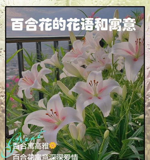 什么花的花语代表伤感？伤感花语背后的故事是什么？