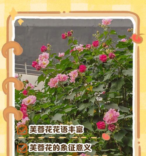 什么花的花语代表伤感？伤感花语背后的故事是什么？