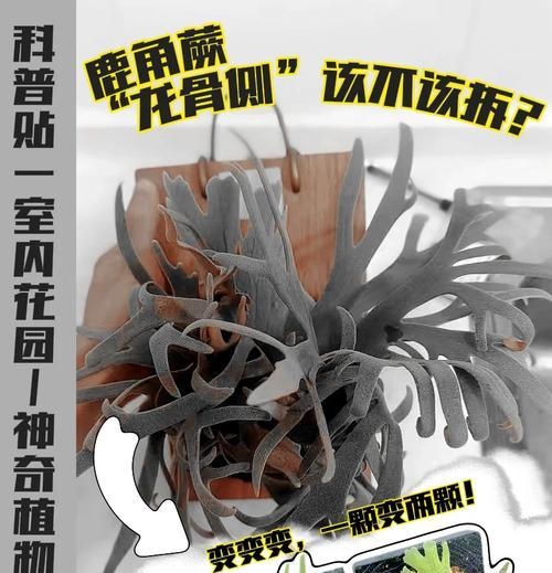 鹿角蕨的养殖要点是什么？如何解决生长缓慢的问题？
