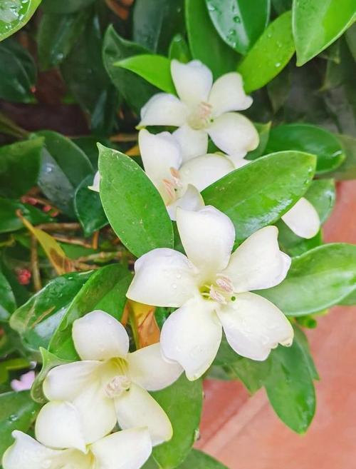 非洲茉莉的养殖技巧是什么？如何保持其常年开花？