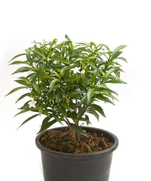 非洲茉莉的养殖技巧是什么？如何保持其常年开花？