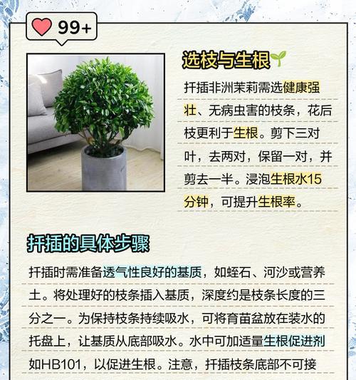 非洲茉莉的养殖技巧是什么？如何保持其常年开花？