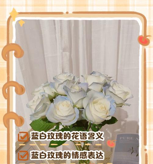 七朵白玫瑰代表什么？花语有何含义？