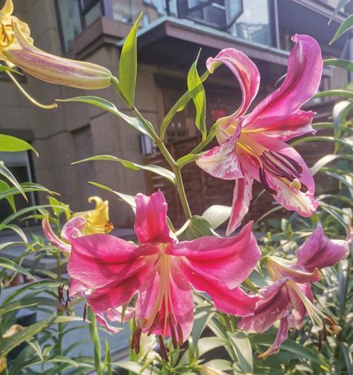 不完全花的定义是什么？