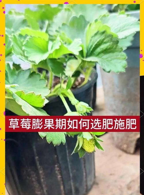盆景施肥的正确方法和肥料选择是什么？