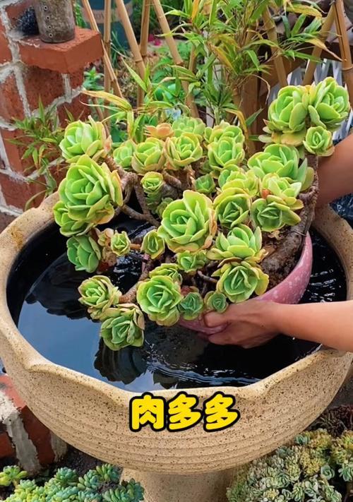 新栽多肉植物的浇水技巧是什么？多久浇一次水？