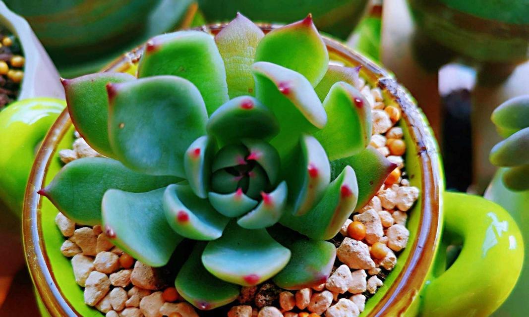 新栽多肉植物的浇水技巧是什么？多久浇一次水？