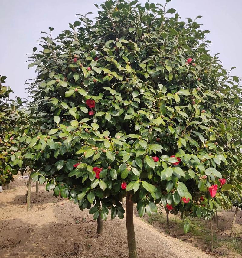 山茶花种植的正确步骤是什么？如何处理种植过程中的问题？