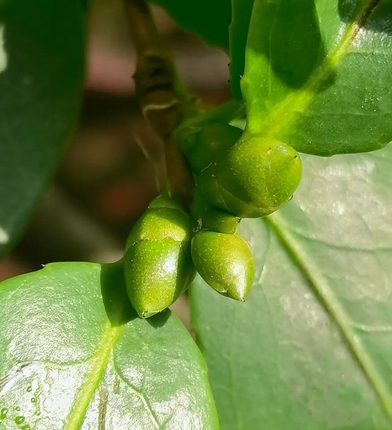 山茶花种植的正确步骤是什么？如何处理种植过程中的问题？