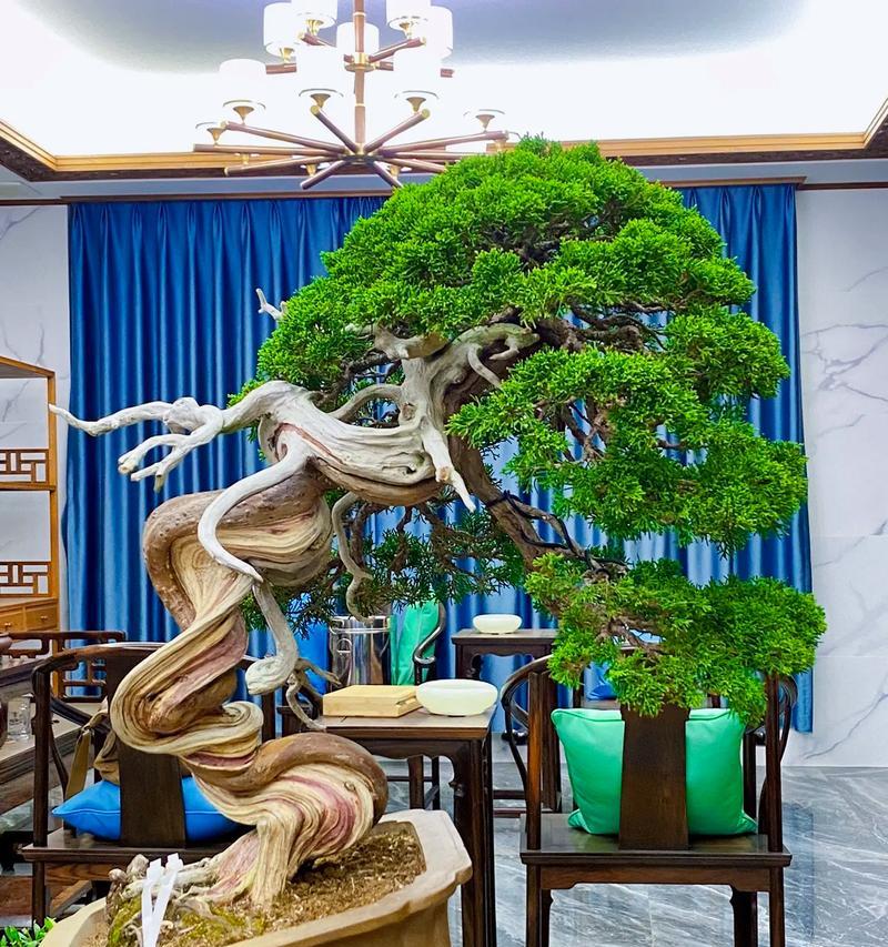 刺柏盆景的养护方法有哪些？怎样才能保持其美观？