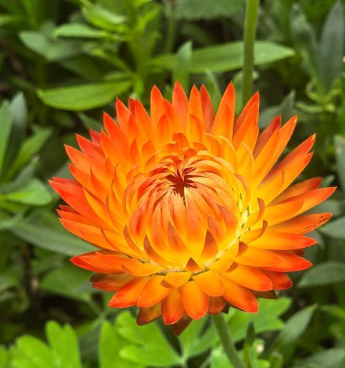 绚丽灿烂花语是什么？哪种花代表了绚丽和灿烂？
