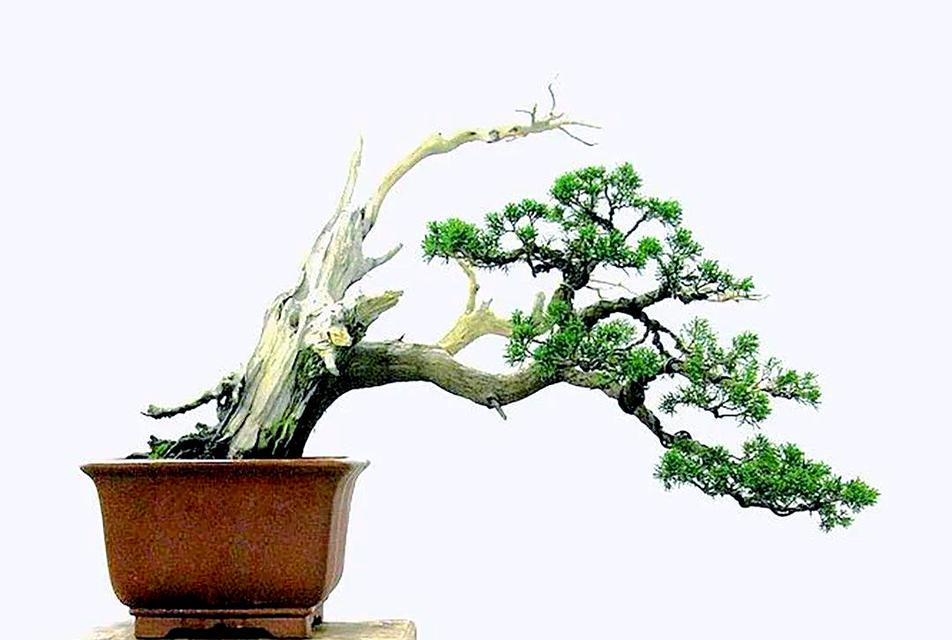 刺柏盆景的养护方法有哪些？怎样才能保持其美观？