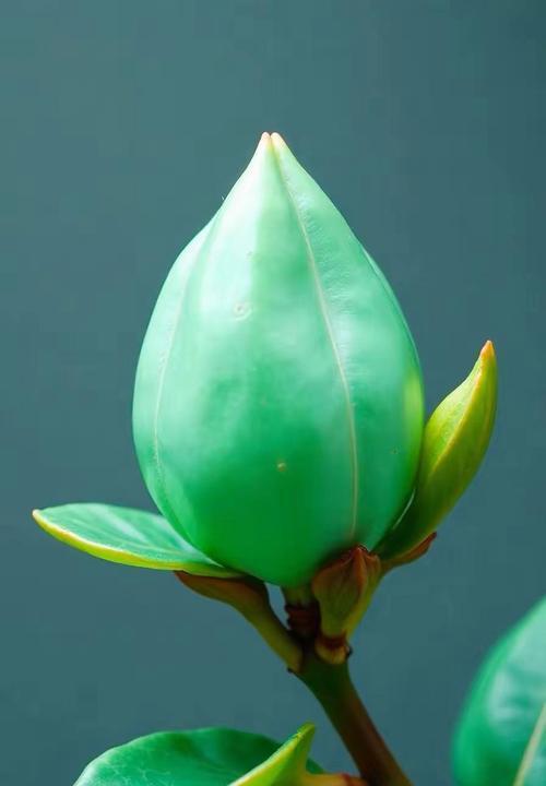 绚丽灿烂花语是什么？哪种花代表了绚丽和灿烂？