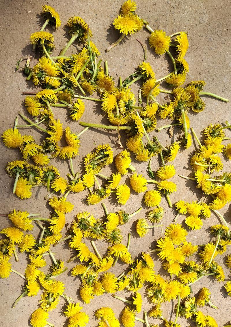 蒲公英的花有哪些特征？蒲公英的花期是什么时候？