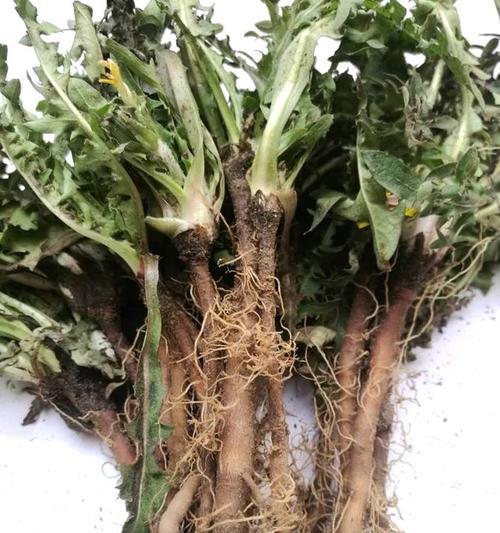 蒲公英的花有哪些特征？蒲公英的花期是什么时候？