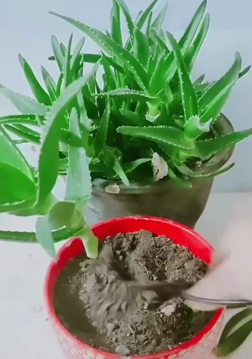 芦荟水养的正确方法是什么？