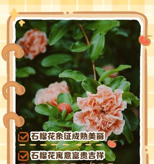 石榴玫瑰的花语有哪些美丽寓意？