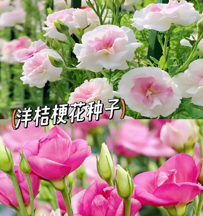 洋桔梗冬季养护要点是什么？如何确保洋桔梗过冬？