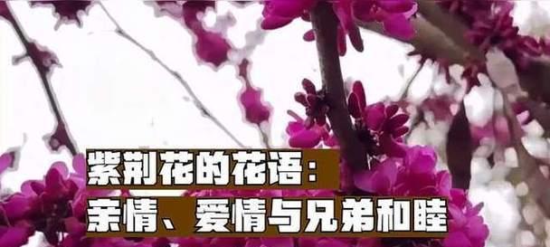 讽刺自己的爱情用什么花语表达？哪种花代表自我讽刺的爱情？