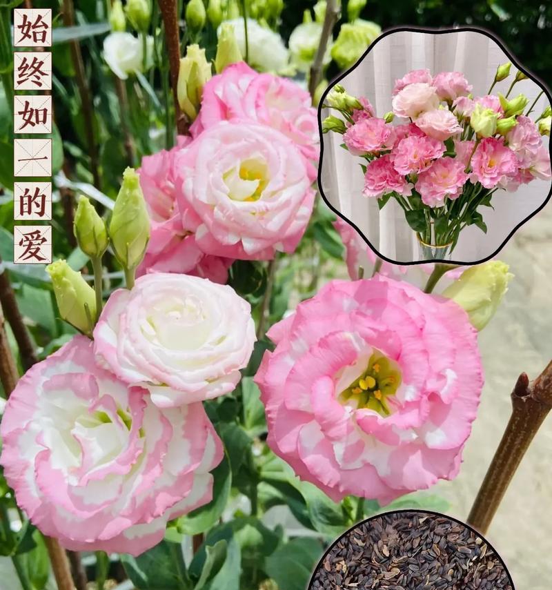 洋桔梗冬季养护要点是什么？如何确保洋桔梗过冬？