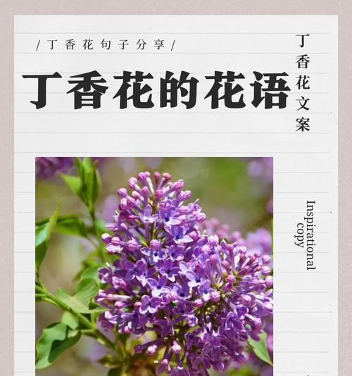讽刺自己的爱情用什么花语表达？哪种花代表自我讽刺的爱情？