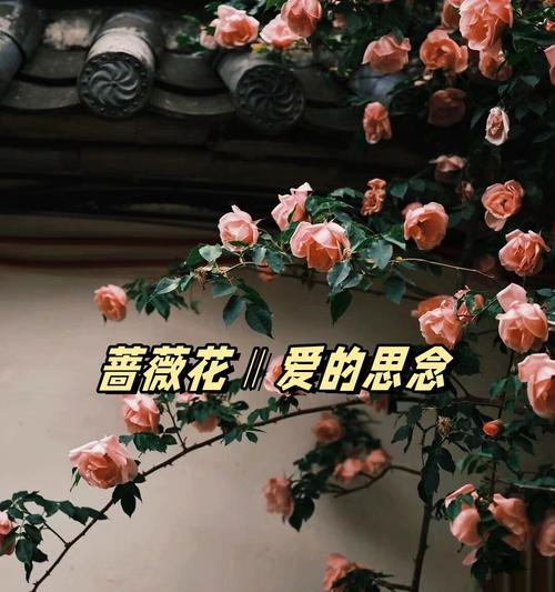 讽刺自己的爱情用什么花语表达？哪种花代表自我讽刺的爱情？