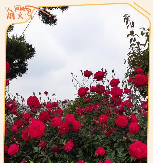 元宵节送玫瑰花有何特别寓意？