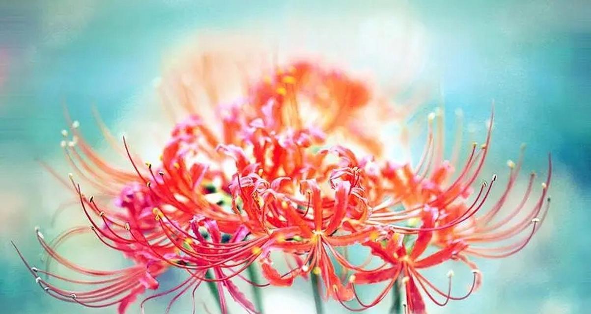 一束烟的鲜花象征着什么？它的花语有何深意？