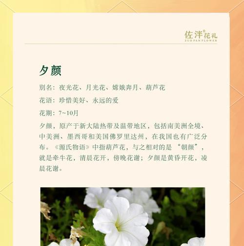 一束烟的鲜花象征着什么？它的花语有何深意？