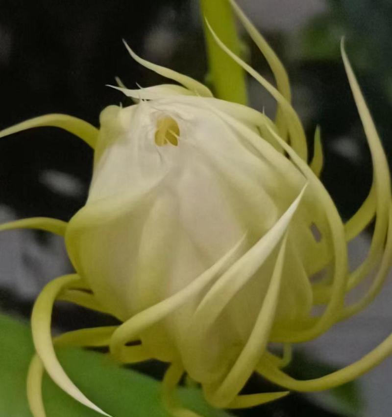 昙花什么时候种植？最佳种植时间是什么时候？