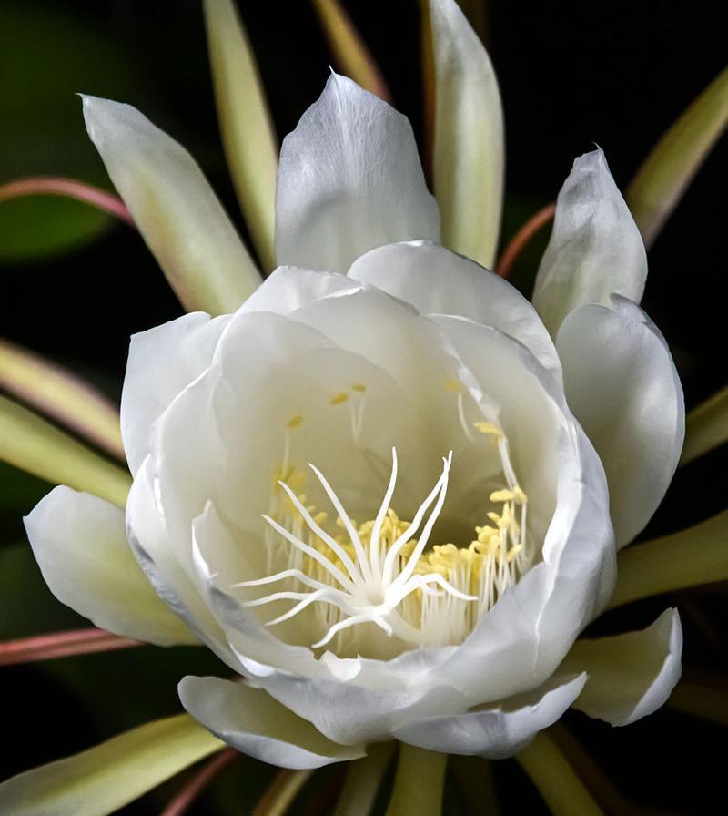 昙花什么时候种植？最佳种植时间是什么时候？