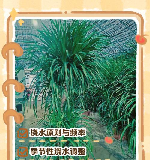 百合浇水的正确方法是什么？如何避免浇水过多或过少？