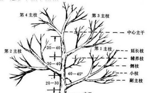 盆栽小果树修剪技巧有哪些？如何促进结果？